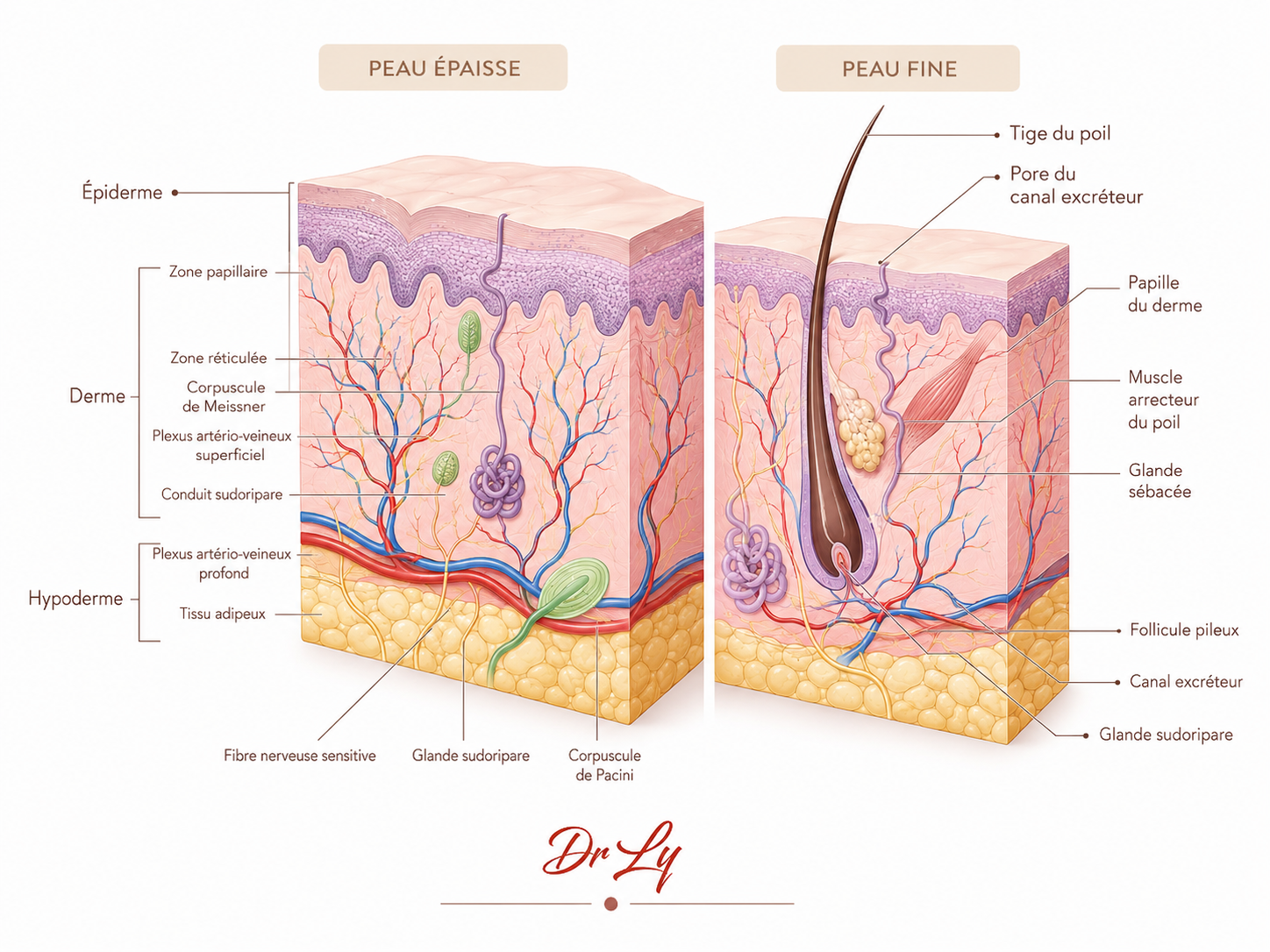 structure peau fine et épaisse, dermato, esthétique